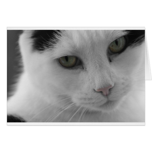 Cartão Face de gatos brancos e pretos (Frente Horizontal)