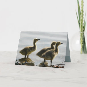 Cartão Facing the Light