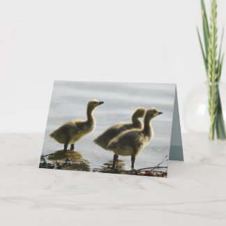 Cartão Facing the Light