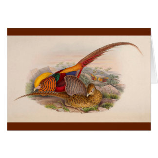 Cartão Faisão colorido