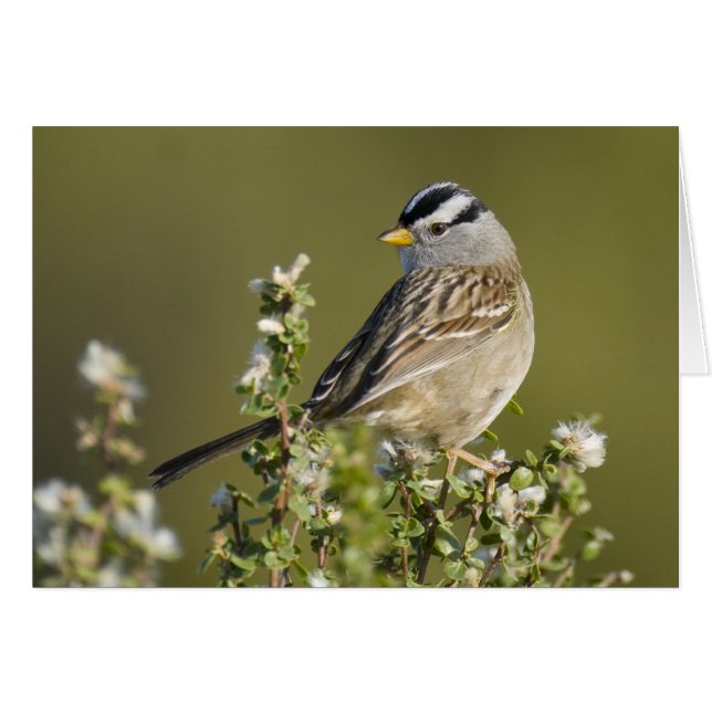 Cartão Faísca com coroação branca (Frente Horizontal)