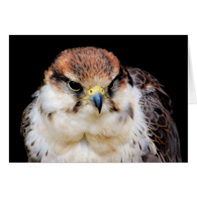 Cartão Falcão (Frente Horizontal)