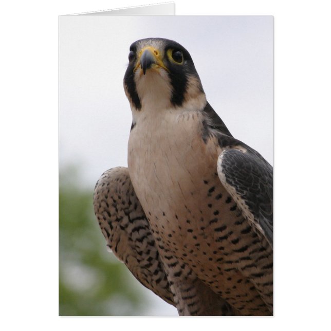 Cartão Falcão (Frente)