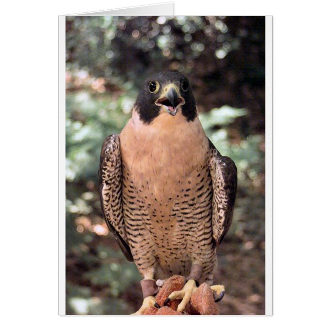 Cartão falcão (Frente)