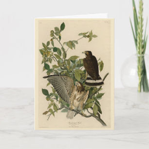 Cartão Falcão de asa larga das Aves da América de Audubon