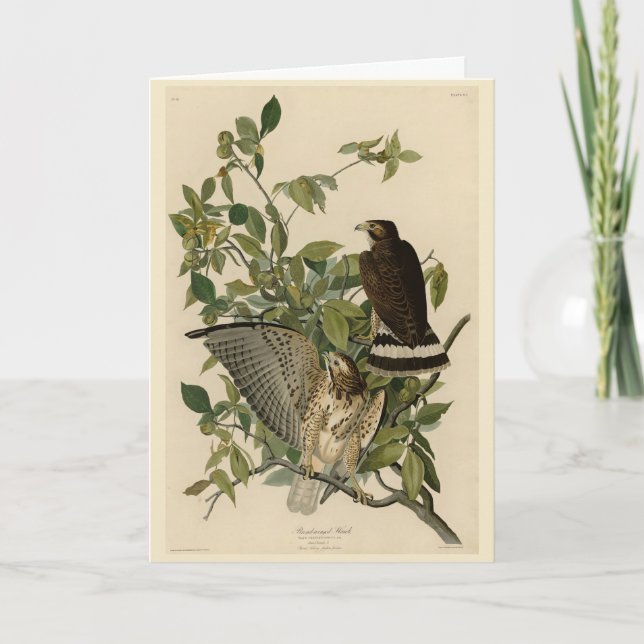 Cartão Falcão de asa larga das Aves da América de Audubon (Frente)