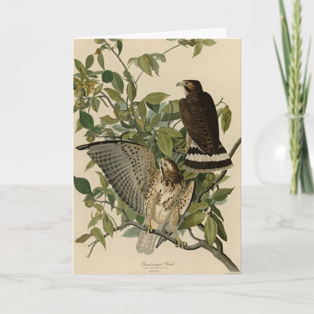 Cartão Falcão de asa larga das Aves da América de Audubon (Frente)