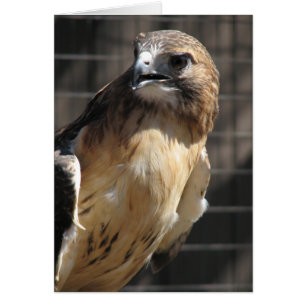 Cartão Falcão de cauda vermelha/Buzzard