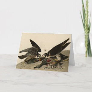 Cartão Falcão de pés excelentes das Aves da América de Au