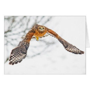 Cartão Falcão em vôo
