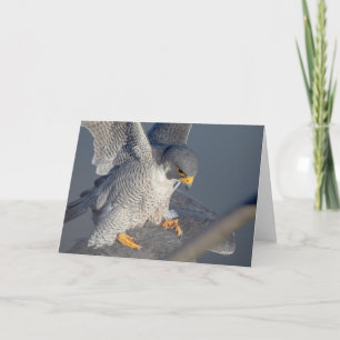 Cartão Falcão Peregrine ao longo do rio Hudson