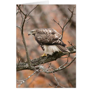 Cartão falcão Vermelho-atado