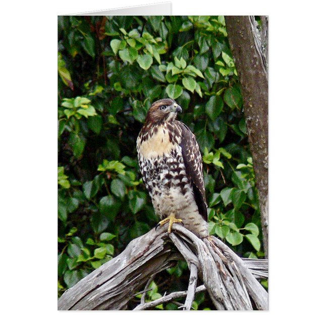Cartão Falcão vermelho-atado juvenil (Frente)