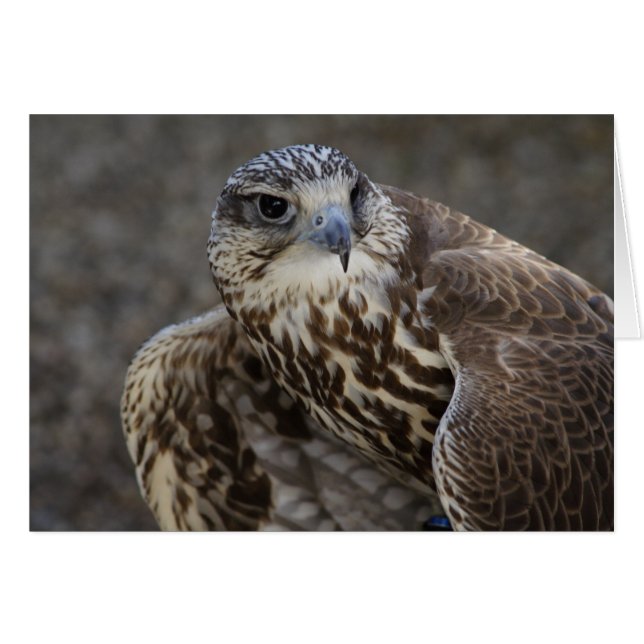 Cartão Falco cherrug (Frente horizontal)