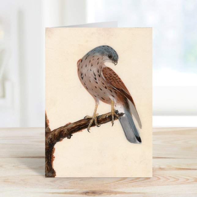 Cartão Falcon Hen Kestrel | William Lewin (Criador carregado)