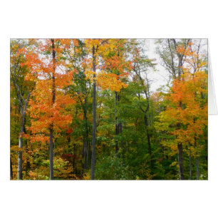 Cartão Fall Maple Trees Autumn Nature Fotografia