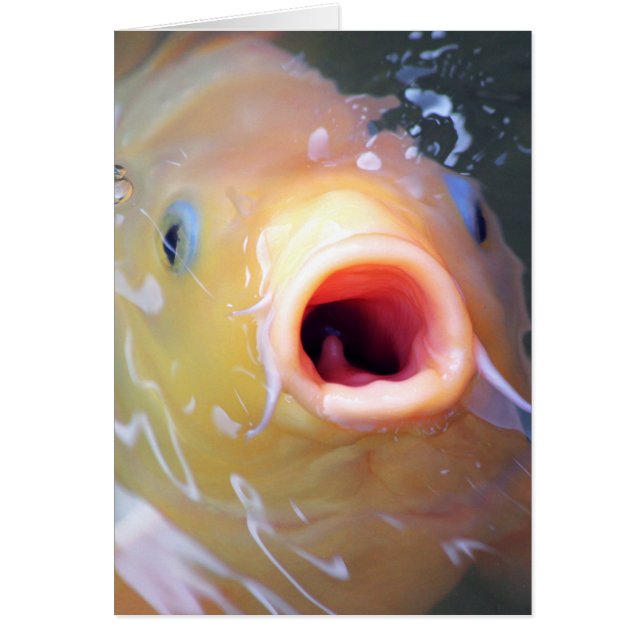 Cartão Falln Singing Ghost Koi (Frente)