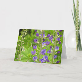 Cartão False Indigo (Baptisia australis)