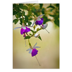 Cartão Falta De Foco-Fuchsia