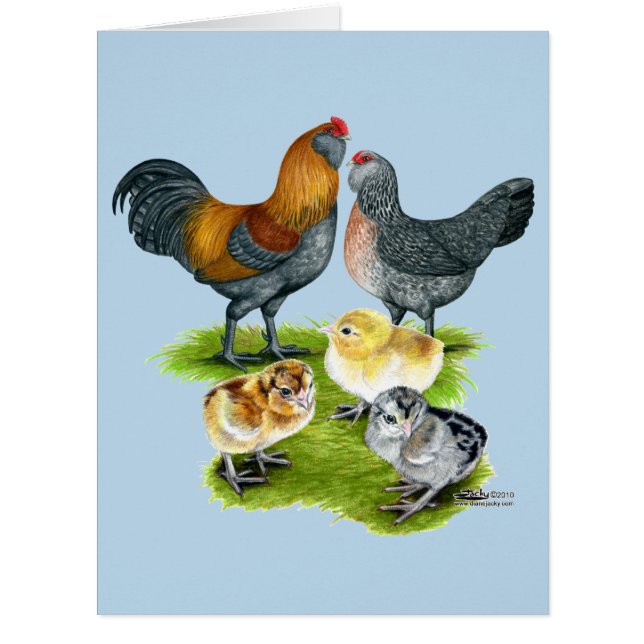 Cartão Família Ameraucana de frango (Frente)