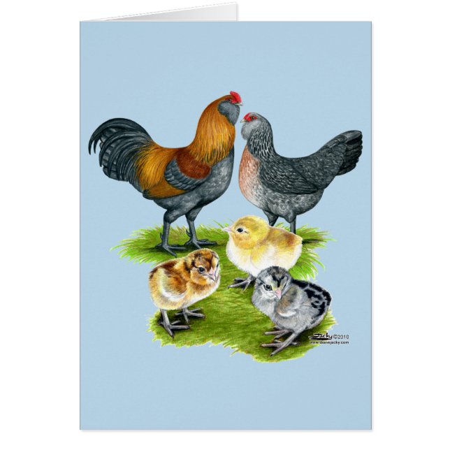 Cartão Família Ameraucana de frango (Frente)