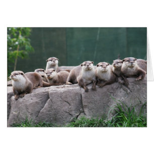 Cartão Família da lontra