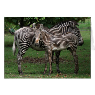 Cartão Família da zebra