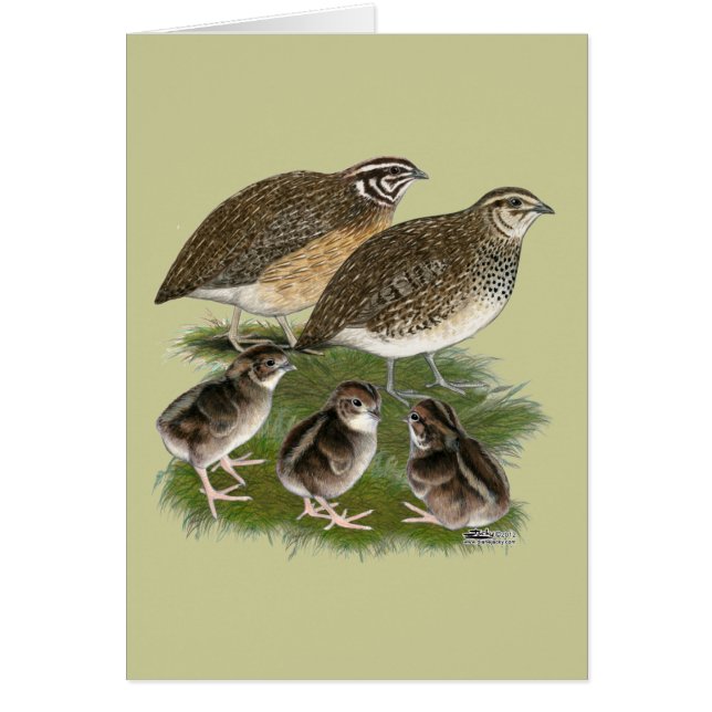 Cartão Família de Codorniz Coturnix (Frente)