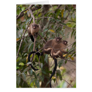 Cartão Família de Macacos Marmoset