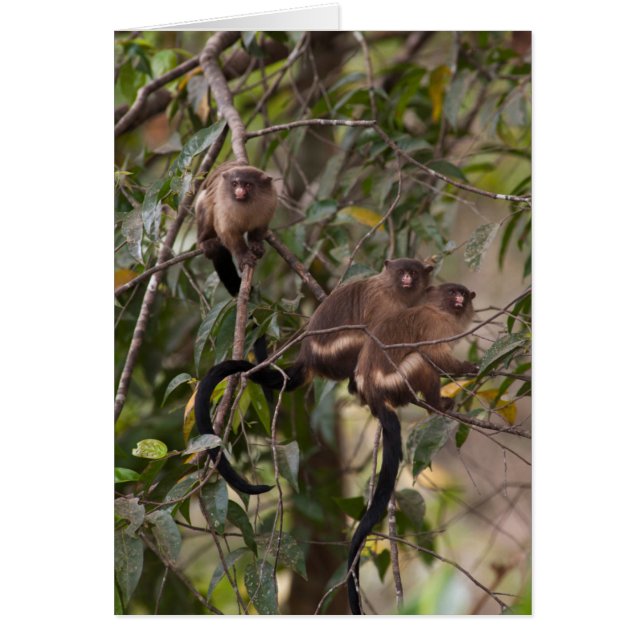 Cartão Família de Macacos Marmoset (Frente)