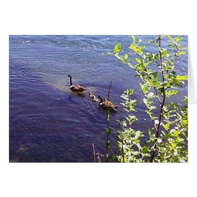 Cartão Família Geese Canadense (Frente Horizontal)