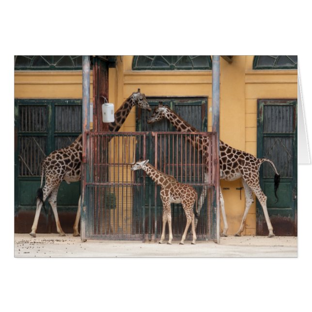 Cartão Família Giraffe (Frente Horizontal)