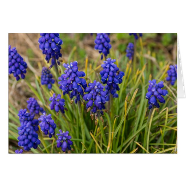 Cartão Família Grape Hyacinths (Frente horizontal)