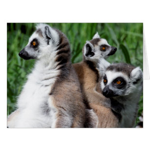 Cartão Família Lemur de cauda-anel