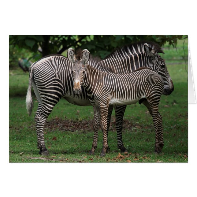 Cartão Família Zebra (Frente horizontal)