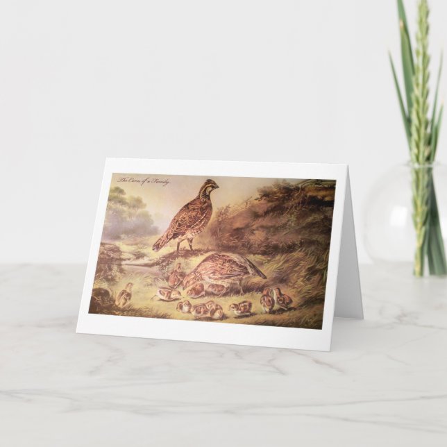 Cartão Family of Quail Greeting Card (Frente)