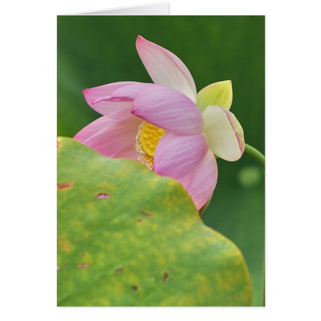 Cartão Fan Dancer (Frente)