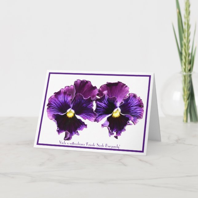 Cartão Fancy Purple Pansies Collectible Greeting Cards (Frente)