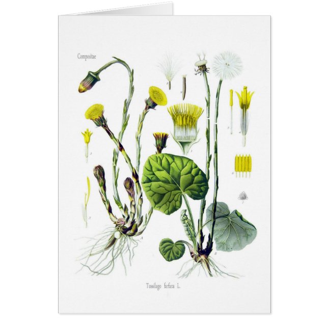 Cartão Farfara do Tussilago (Coltsfoot) (Frente)