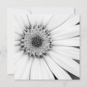 Cartão Farinha Monocromática Africana Daisy