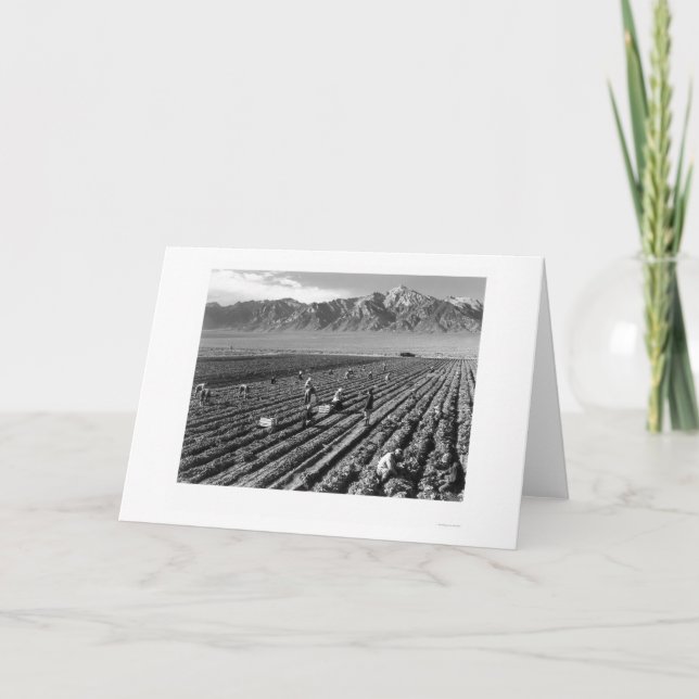 Cartão Farm, Farm Workers, Mt. Williamson 1943 (Frente)