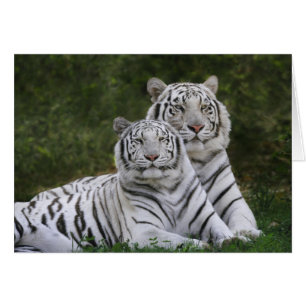 Cartão Fase branca, tigre-de-bengala, Tigris