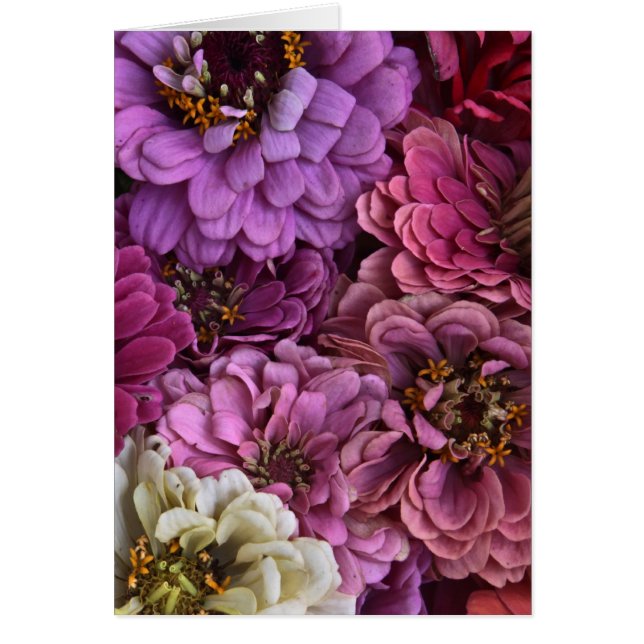 Cartão Fatia do Zinnia (Frente)