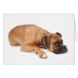 Cartão Fawn Boxer Resting