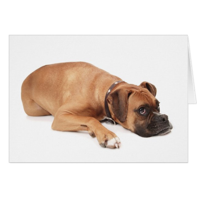 Cartão Fawn Boxer Resting (Frente Horizontal)