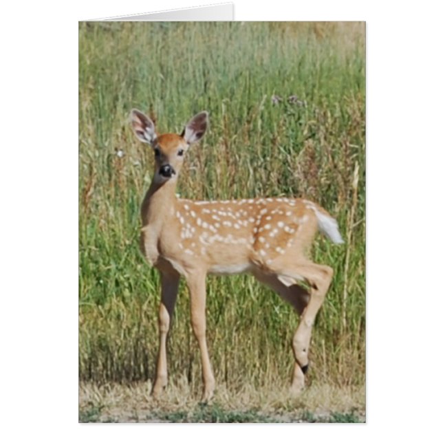 Cartão Fawn em Bozeman, Montana (Frente)