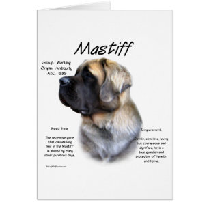 Cartão Fawn Fluffy Mastiff Histórico
