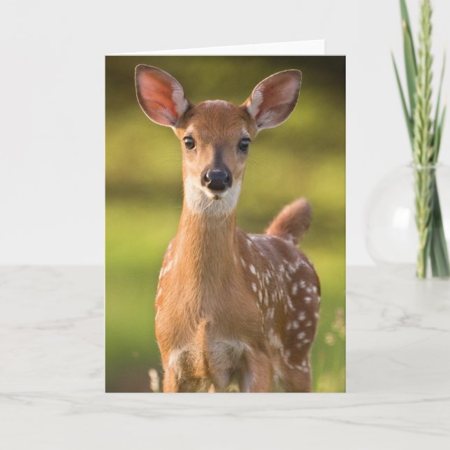 Cartão Fawn Greeting Card No. 2 (Frente)