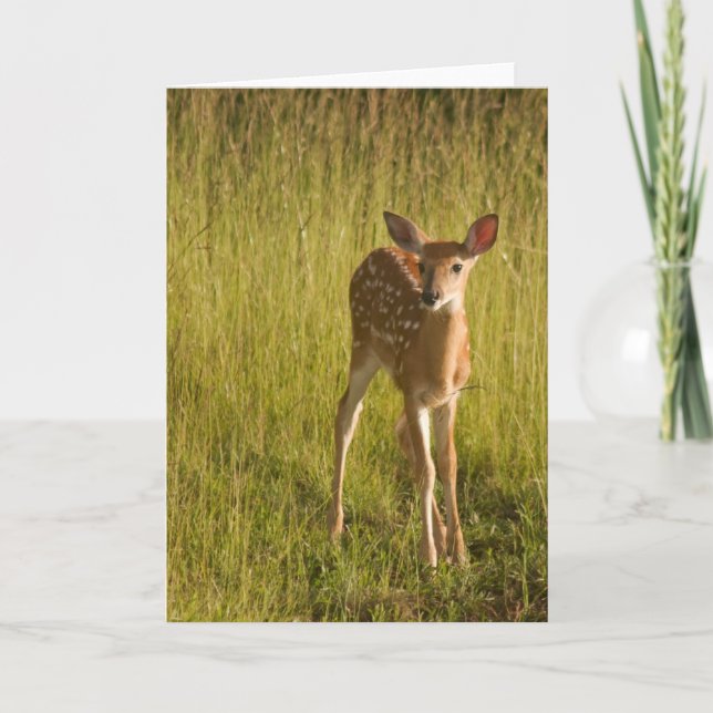 Cartão Fawn Greeting Card No. 5 (Frente)