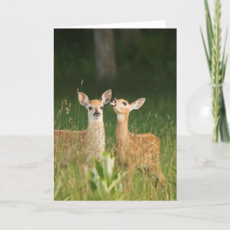 Cartão Fawn Greeting Card No. 6
